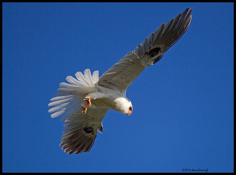 _4SB2832 white-tailed kite.jpg